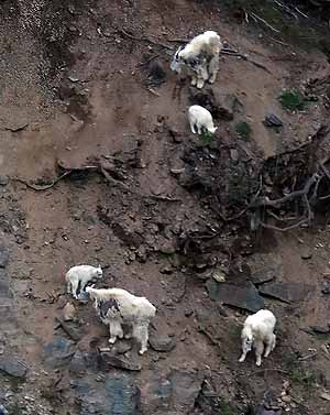 Rocky Mountain Goats at Goat Lick